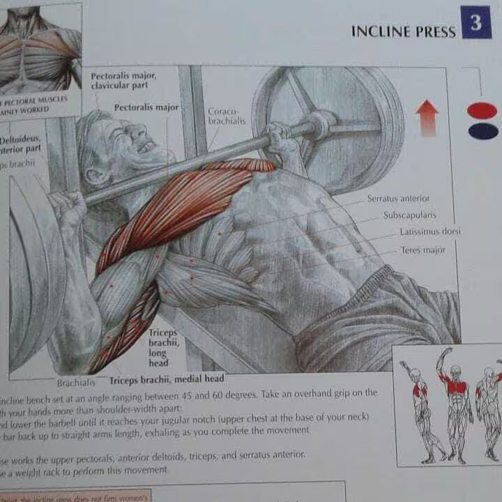 Strength Training Anatomy, 3rd Edition in use
