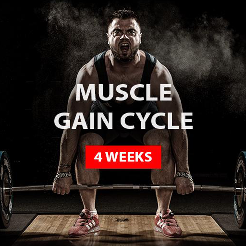 MUSCLE GAIN CYCLE